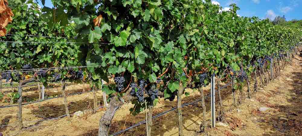 Sassicaia vineyard