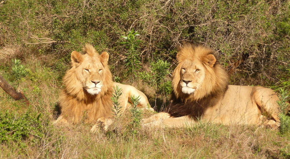 Lions