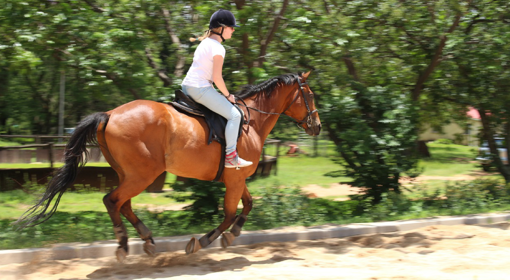 Horses - tourism in Botswana