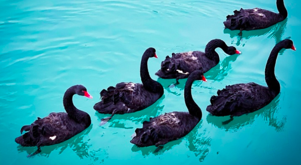 Black swans