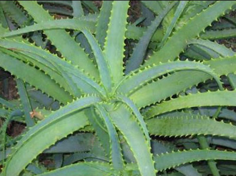 holika holika gel aloe vera Holika Holika 96% Aloe Light Soothing Gel with Hydro Formula 250 ml main image 1